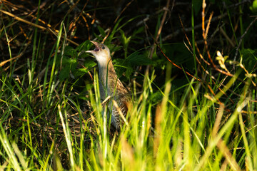 Corn crake singing in the middle of tall grass on a springtime meadow in rural Estonia, Northern Europe	