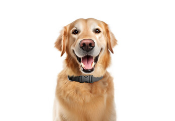 Blank black collar wearing on dog mockup, generated with ai