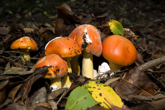 Ovolo buono, Royal agaric (Amanita caesarea). Monte Limbara. Tempio, Sardegna. Italia.