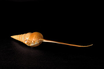 Seashell seashell isolated on black background, Tibia fusus. Oc. Indopacifico, Filippine