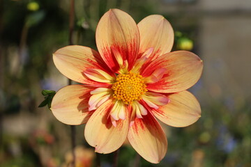 closeup beautiful and colorful flowers 