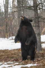Naklejka premium Black Bear (Ursus americanus) Stands on Back Legs Flicking Tongue Out Winter