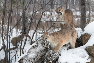 Cougar (Puma concolor) Moves Left on Rocks Sibling Bites Branch in Background Winter