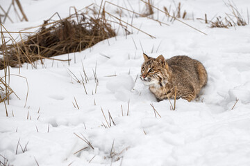 Bobcat (Lynx rufus) Sitting in Snow Looks Up to Left Winter