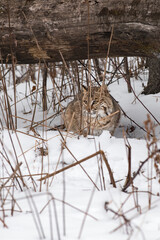 Bobcat (Lynx rufus) Sits Under Log Looking Out From Behind Weeds Winter