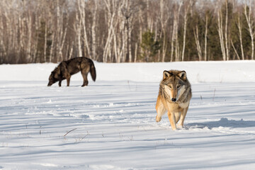Grey Wolf (Canis lupus) Steps Forward Black Sniffs in Background Winter