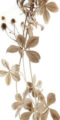 A close up of a flower in a vase. macro image of dry flowers and stems Macro image of dry flowers and stems.