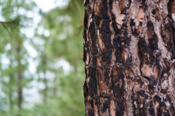 burned bark of a tree