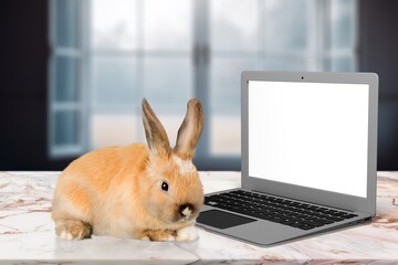 Baby brown cute smart rabbit with laptop.