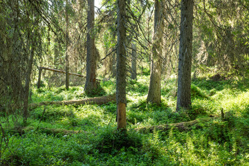 An old-growth Spruce forest in Valtavaara protected area during a sunny summer day near Kuusamo, Northern Finland