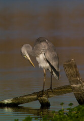 great blue heron ardea cinerea Airone cenerino, Grey Heron (Ardea cinerea). Cabras, Oristano,...