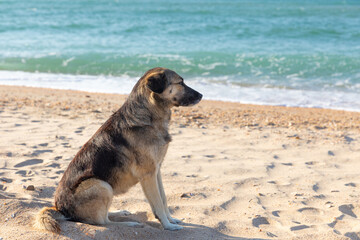 Side view dog sitting on the sand beach of the sea. Concept for the summer adventures of dog at the seaside vacation.