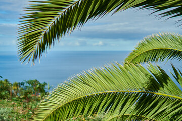 Fototapeta premium The ocean through a palm tree