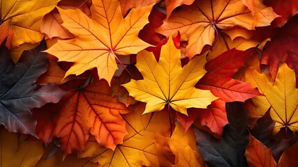 Naklejka na ściany i meble Vibrant Autumn Foliage: Colorful Maple Leaves in a Seasonal Nature Display