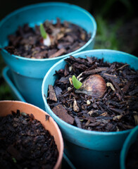 Tulip bulbs in pots. Tulip seedling. Close up. 