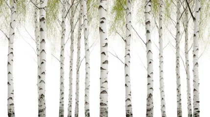 Tuinposter Serene White Birch Trees Stand Tall Among Vibrant Green Foliage in a Peaceful Forest Setting © StockKing