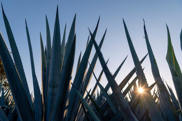 Agave tequila plant - Blue agave landscape fields in Jalisco, Mexico