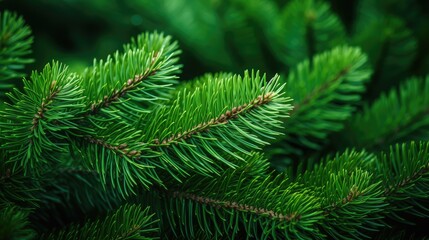 Captivating Details of a Green Spruce Pine Tree Branch in Close-Up View