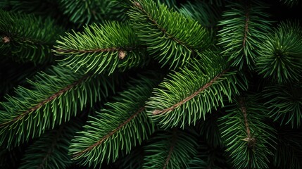 Detailed Close-up of Lush Pine Tree Branch Featuring Fluffy Textures and Green Needles
