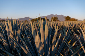 Agave tequila plant - Blue agave landscape fields in Jalisco, Mexico
