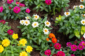 Fototapeta na wymiar Zinnia flower in the garden