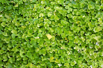 Gotu Kola herb plant in the garden