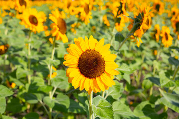 Sunflower field, Beautiful summer landscape.