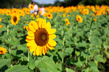 Obraz premium Sunflower field, Beautiful summer landscape.