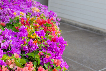 Beautiful bougainvillea flowers with green leaves