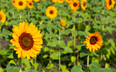 Obraz premium Sunflower field, Beautiful summer landscape.