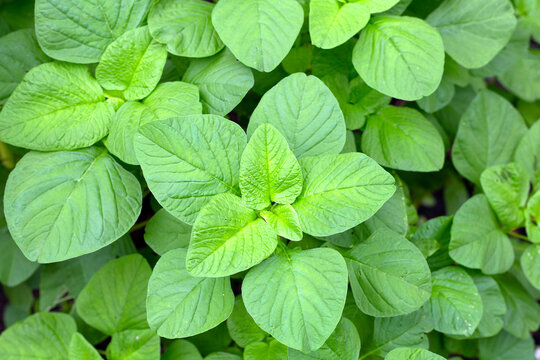 Green amaranth plant in the garden