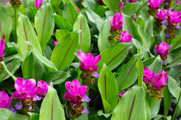 Pink flower of curcuma sessilis gage plant - obrazy, fototapety, plakaty