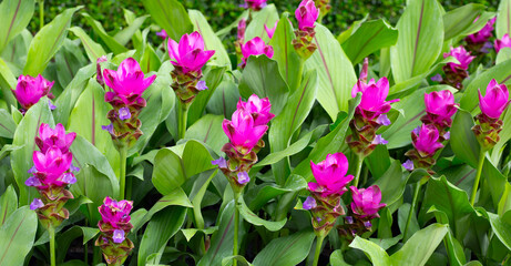 Pink flower of curcuma sessilis gage plant