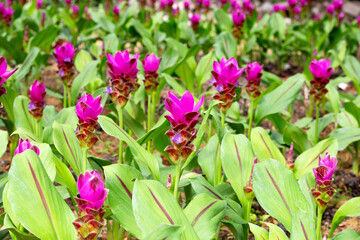 Pink flower of curcuma sessilis gage plant