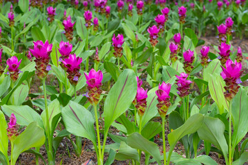 Pink flower of curcuma sessilis gage plant