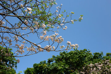 Trumpet Tree, Pink Poui, New World Trumpet, Rosy Trumpet