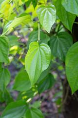 Green leaves of betel plant in the garden