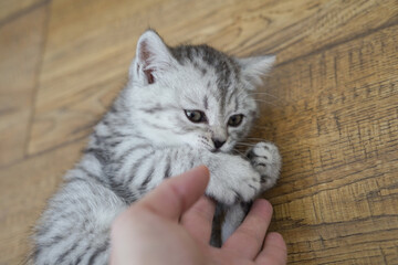 A little grey kitten is playing with a girl's hand. close-up. view from above. Copy space