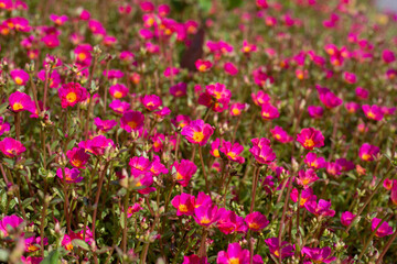 Portulaca pink flower (Moss rose plants)