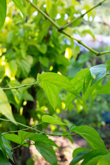 Green leaves of betel plant in the garden