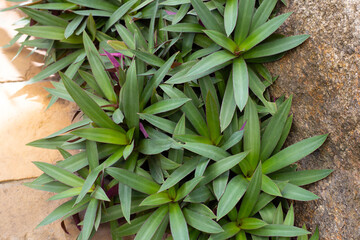 Obraz premium Boat-lily, Oyster Lily, Oyster Plant, White-flowered Tradescantia