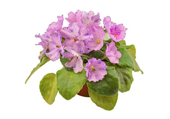 Violet Variety Uzambara Hybrid (Russian), Decorated with Variegated Flowers of a Lilac-Pink Hue. Isolated On White Background