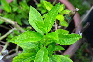 Purple passion vine, Purple velvel plant (Gynura divaricata (L.) DC.)