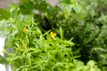 Fresh tarragon with herbs in the garden