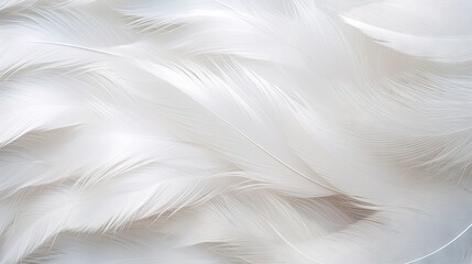 Ethereal White Feathers Background with Soft Texture and Space for Text