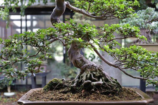bonzaï trees closeup in Vincennes garden ,botanical  exhibition