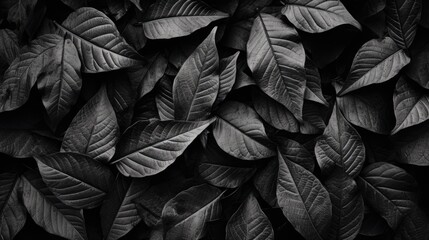 Elegant Essence: Monochrome Closeup of Autumn Leaves on Black Background