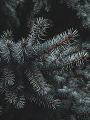 christmas tree branches