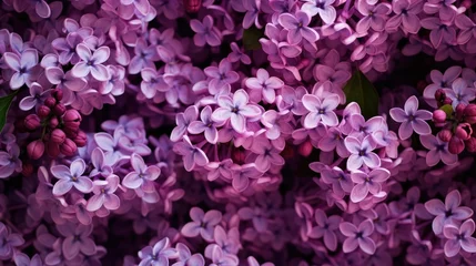 Keuken spatwand met foto Vibrant Purple Lilac Flowers Close-Up Background - Floral Spring Wallpaper © StockKing