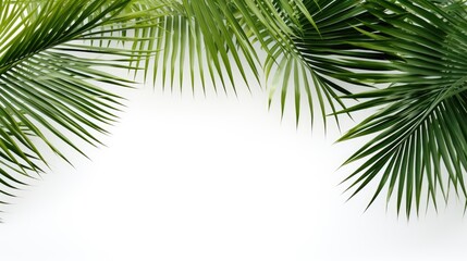Fototapeta premium Vibrant Collection of Exotic Palm Leaves Showcased on White Background for Tropical Designs